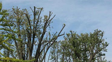 Tree Pruning Winchester