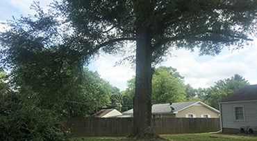 Tree Canopy Lynchburg