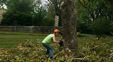 Tree Cutting Decherd TN
