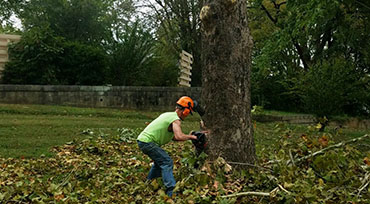 Tree Cutting Lewisburg