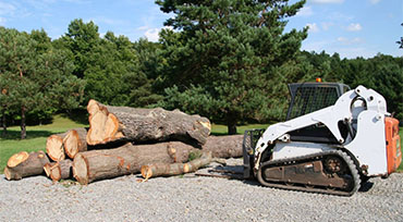 Tree Removal Manchester TN