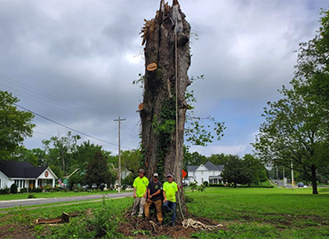 Tree Service Removal Cutting Chapel Hill Tullahoma Shelbyville Tn