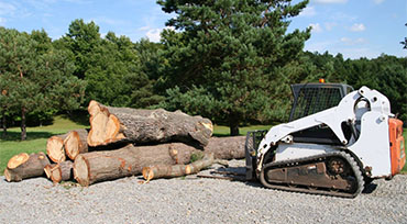 A tree, felling Murfreesboro TN 37127 rotten
