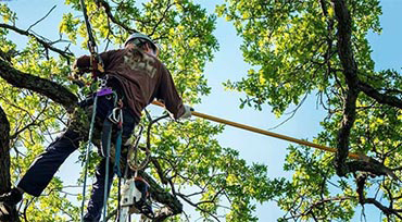 Tree Topping Winchester